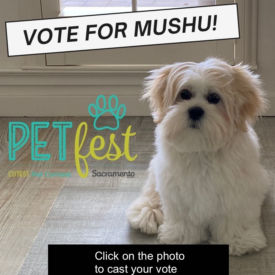 Click on the photo to vote for MuShu in Sac Mag's "Petfest"